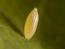 Žluťásek čilimníkový - <i>Colias crocea</i>