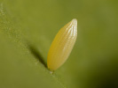 Žluťásek čilimníkový - <i>Colias crocea</i>