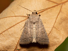 Blýskavka jitrocelová - <i>Hoplodrina ambigua</i>