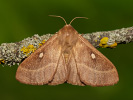 Bourovec jetelový - <i>Lasiocampa trifolii</i>