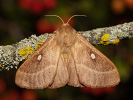 Bourovec jetelový - <i>Lasiocampa trifolii</i>