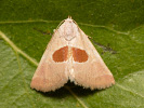 Světlopáska červcová - <i>Calymma communimacula</i>
