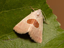 Světlopáska červcová - <i>Calymma communimacula</i>
