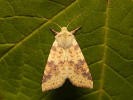 Zlatokřídlec vrbový - <i>Xanthia icteritia</i>