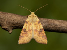 Zlatokřídlec vrbový - <i>Xanthia icteritia</i>