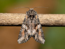 202513091857561R8A0926.jpg