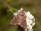 Můra kapustová - <i>Lacanobia oleracea</i>