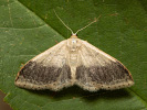 Žlutokřídlec kručinkový - <i>Idaea aversata</i>