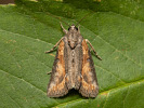 Šípověnka hnědá - <i>Bryophila raptricula</i>