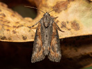 Šípověnka hnědá - <i>Bryophila raptricula</i>