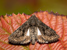 Tmavopáska jižní - <i>Aedia leucomelas</i>