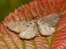 Tmavoskvrnáč třešňový - <i>Agriopis bajaria</i>
