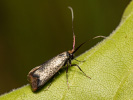  - Adela reaumurella