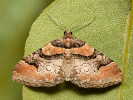 Ruddy Carpet - Catarhoe rubidata