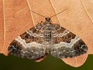 Epirrhoe alternata