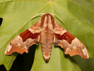  - Mimas tiliae