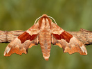  - Mimas tiliae