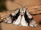 Šípověnka olšová