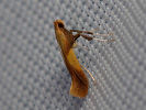 Vzpřímenka - Caloptilia robustella