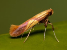 Vzpřímenka - Caloptilia robustella