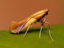Vzpřímenka - Caloptilia robustella