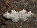 Píďalka křenová - <i>Xanthorhoe fluctuata</i>