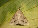 Světlokřídlec stepní - <i>Aspitates gilvaria</i>