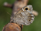 Okáč písečný - <i>Hipparchia statilinus</i>
