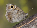 Okáč písečný - <i>Hipparchia statilinus</i>