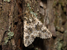 Pestroskvrnka hnědoskvrnná - <i>Polymixis polymita</i>