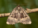 Blýskavka černopásá - <i>Mormo maura</i>