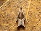 Obaleč - <i>Ancylis unculana</i>