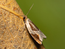 Obaleč - <i>Ancylis unculana</i>