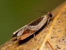 Obaleč - <i>Ancylis unculana</i>