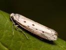 Skvrnuška hadincová - <i>Ethmia terminella</i>