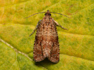 Obaleč - <i>Celypha cespitana</i>