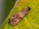 Obaleč - <i>Celypha cespitana</i>