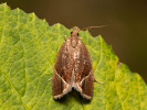 Obaleč - <i>Thiodia torridana</i>