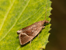 Obaleč - <i>Thiodia torridana</i>