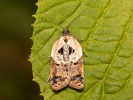 Obaleč borůvkový - <i>Acleris variegana</i>