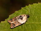 Obaleč borůvkový - <i>Acleris variegana</i>