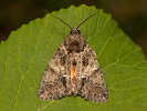 Blýskavka žlutokřídlá - <i>Polyphaenis sericata</i>