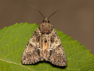 Blýskavka žlutokřídlá - <i>Polyphaenis sericata</i>