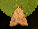 Blýskavka dravá - <i>Cosmia trapezina</i>