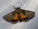 Blýskavka žlutokřídlá - <i>Polyphaenis sericata</i>