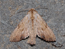 Šedavka žlutavá - <i>Apamea lithoxylea</i>