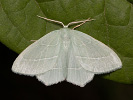 Zelenopláštník plaménkový - <i>Hemistola chrysoprasaria</i>
