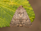 Blýskavka kropenatá - <i>Hoplodrina respersa</i>