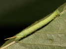 Lišaj lipový - <i>Mimas tiliae</i>