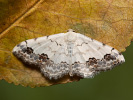 Vlnopásník ozdobný - <i>Scopula decorata</i>
